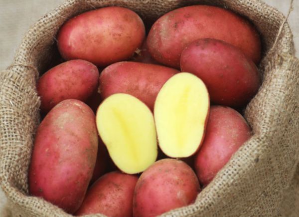 Bio-Kartoffeln vorw. festkochend (rotschalig)